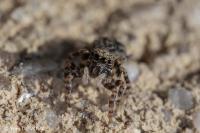 Pseudeuophrys erratica