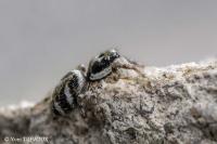 Salticus scenicus