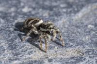 Salticus scenicus