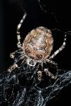 Larinioides sclopetarius