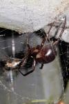 Steatoda nobilis