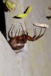 Steatoda nobilis