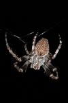 Larinioides sclopetarius