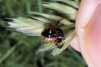 Synema globosum