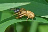 Xysticus
