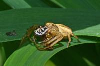 Xysticus