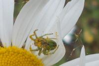 Micrommata virescens