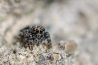 Attulus pubescens
