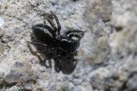 Chalcoscirtus infimus