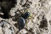 Heliophanus cupreus