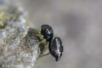 Heliophanus flavipes