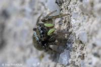 Heliophanus tribulosus