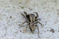 Marpissa muscosa