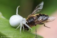 Misumena vatia