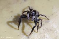 Pseudeuophrys lanigera