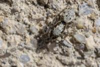 Salticus mutabilis