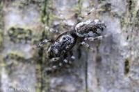 Salticus zebraneus