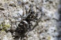 Salticus scenicus
