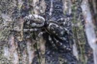 Salticus zebraneus