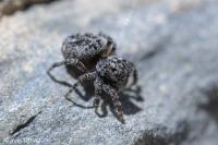 Attulus pubescens