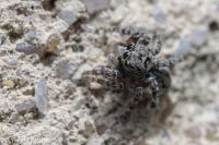 Attulus pubescens
