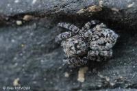 Attulus pubescens
