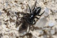 Chalcoscirtus infimus