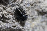 Chalcoscirtus infimus