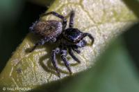 Carrhotus xanthogramma