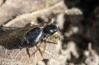 Heliophanus cupreus