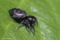 Heliophanus cupreus