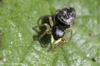 Heliophanus cupreus