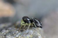 Heliophanus flavipes