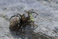 Heliophanus tribulosus