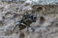Heliophanus tribulosus