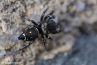Heliophanus tribulosus