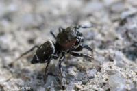 Heliophanus tribulosus