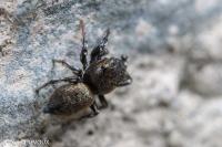 Heliophanus tribulosus