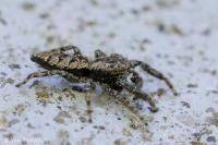 Marpissa muscosa
