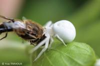 Misumena vatia