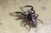 Pseudeuophrys lanigera