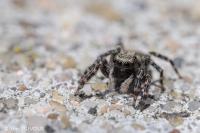 Pseudeuophrys lanigera