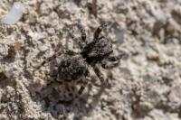 Pseudeuophrys lanigera