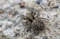 Pseudeuophrys lanigera