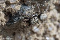 Salticus mutabilis