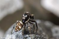 Salticus scenicus