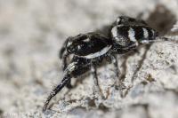 Salticus scenicus