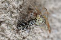 Salticus scenicus