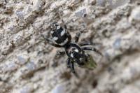 Salticus scenicus