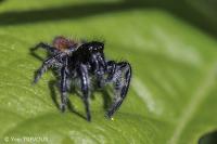 Carrhotus xanthogramma